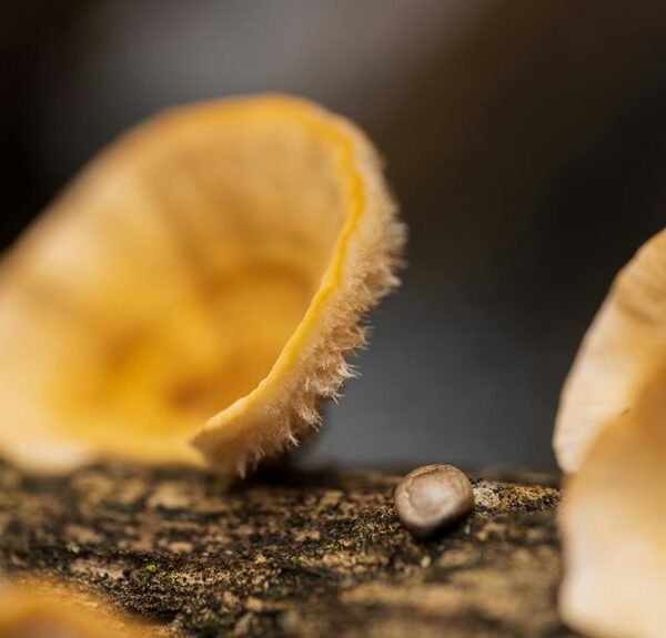 identifier batch initialization log