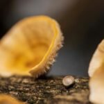 sequencing log for reference