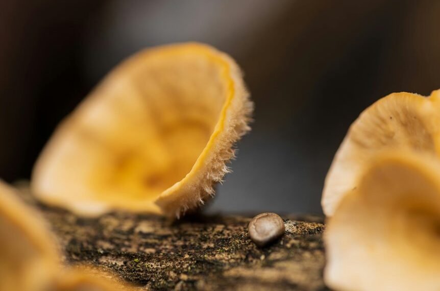 sequencing log for reference