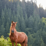 Can Poor Joint Health Affect Your Horse’s Performance?