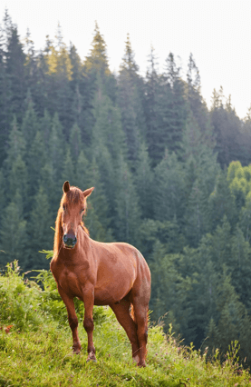 Can Poor Joint Health Affect Your Horse’s Performance?